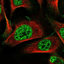 MAMDC2 Antibody, Novus Biologicals 0.1mL; Unlabeled:Antibodies, Polyclonal