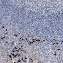 MAMDC2 Antibody, Novus Biologicals 0.1mL; Unlabeled:Antibodies, Polyclonal