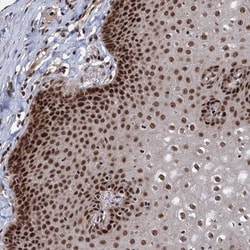 MAML1 Antibody, Novus Biologicals 0.1mL; Unlabeled:Antibodies, Polyclonal
