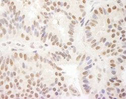 MAML3 Antibody, Novus Biologicals 0.1mg; Unlabeled:Antibodies, Polyclonal