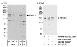 MAML3 Antibody, Novus Biologicals 0.1mg; Unlabeled:Antibodies, Polyclonal