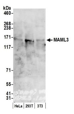 MAML3 Antibody, Novus Biologicals 0.1mg; Unlabeled:Antibodies, Polyclonal