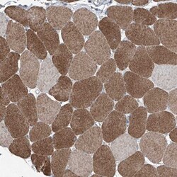 MAMLD1 Antibody, Novus Biologicals 25 &mu;L; Unlabeled:Antibodies, Polyclonal