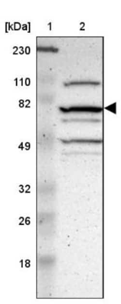 MAMLD1 Antibody, Novus Biologicals 25 &mu;L; Unlabeled:Antibodies, Polyclonal