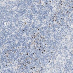 MANEA Antibody, Novus Biologicals 25 &mu;L; Unlabeled:Antibodies, Polyclonal