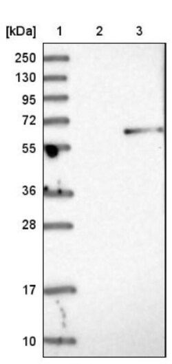 MANSC1 Antibody, Novus Biologicals 0.1 mL | Buy Online | Novus Biologicals | Fisher Scientific