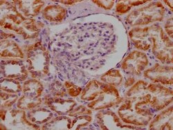 MAO-A Antibody (4C11), Novus Biologicals 100 &mu;g | Buy Online | Novus Biologicals | Fisher Scientific