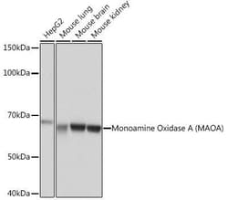MAO-A Rabbit anti-Human, Mouse, Rat, Clone: 9U8P8, Novus Biologicals:Antibodies:Primary