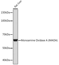 MAO-A Rabbit anti-Human, Mouse, Rat, Clone: 9U8P8, Novus Biologicals:Antibodies:Primary