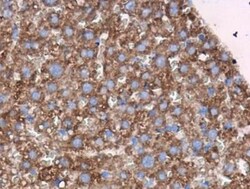 MAO-A Antibody, Novus Biologicals 0.1mL; Unlabeled:Antibodies, Polyclonal
