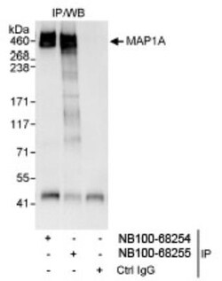 MAP1A Antibody, Novus Biologicals 0.1mL; Unlabeled:Antibodies, Polyclonal