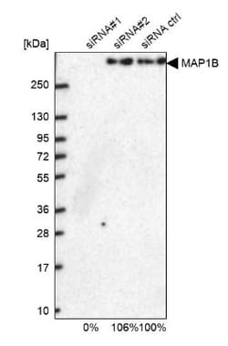 MAP1B Antibody, Novus Biologicals 25 &mu;L; Unlabeled:Antibodies, Polyclonal