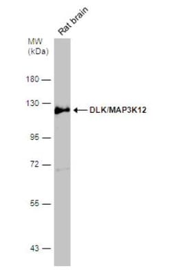 MAP3K12 Antibody, Novus Biologicals 0.1mL; Unlabeled:Antibodies, Polyclonal