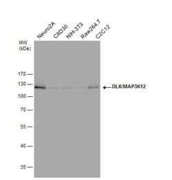 MAP3K12 Antibody, Novus Biologicals 0.1mL; Unlabeled:Antibodies, Polyclonal