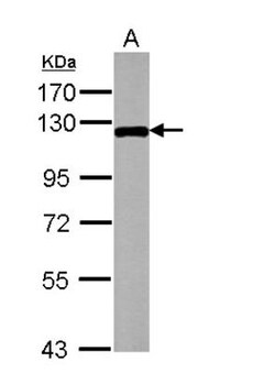 MAP3K12 Antibody, Novus Biologicals 0.1mL; Unlabeled:Antibodies, Polyclonal