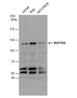 MAP3K9 Antibody, Novus Biologicals 0.1mL; Unlabeled:Antibodies, Polyclonal