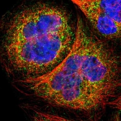 MAP4K2 Antibody, Novus Biologicals 25 &mu;L; Unlabeled:Antibodies, Polyclonal