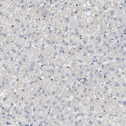 MAP4K2 Antibody, Novus Biologicals 25 &mu;L; Unlabeled:Antibodies, Polyclonal