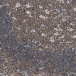 MAP4K2 Antibody, Novus Biologicals 25 &mu;L; Unlabeled:Antibodies, Polyclonal