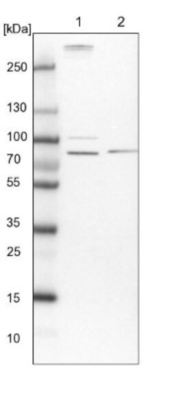 MAP4K5 Antibody, Novus Biologicals 25 &mu;L; Unlabeled:Antibodies, Polyclonal