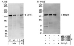 MAP4K6 Antibody, Novus Biologicals 0.1mL; Unlabeled:Antibodies, Polyclonal