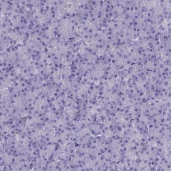 MAP6 Antibody, Novus Biologicals 25 &mu;L, Unlabeled:Antibodies, Polyclonal