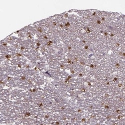 MAP6D1 Antibody, Novus Biologicals:Antibodies:Primary Antibodies