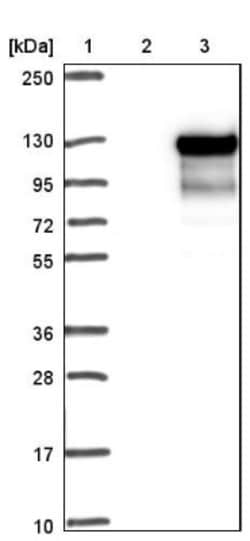 MAP7 Antibody, Novus Biologicals 0.1mL; Unlabeled:Antibodies, Polyclonal