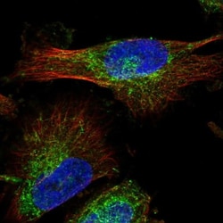 MAP7D1 Antibody, Novus Biologicals 0.1mL; Unlabeled:Antibodies, Polyclonal