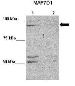 MAP7D1 Antibody, Novus Biologicals 100&mu;L; Unlabeled:Antibodies, Polyclonal