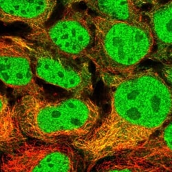 MAP7D2 Antibody, Novus Biologicals 25 &mu;L, Unlabeled:Antibodies, Polyclonal