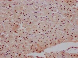 MAPKAPK2 Antibody (4H8), Novus Biologicals 100 &mu;g | Buy Online | Bio-Techne | Fisher Scientific