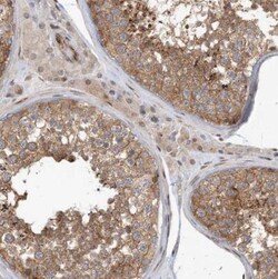 MAPKBP1 Antibody, Novus Biologicals:Antibodies:Primary Antibodies
