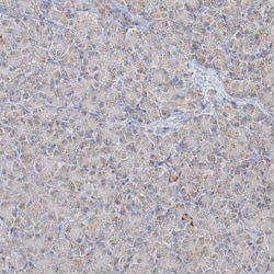 MAPKBP1 Antibody, Novus Biologicals 0.1mL; Unlabeled:Antibodies, Polyclonal