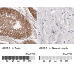 MAPRE1 Antibody, Novus Biologicals 0.1mL; Unlabeled:Antibodies, Polyclonal