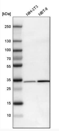 MAPRE1 Antibody, Novus Biologicals 0.1mL; Unlabeled:Antibodies, Polyclonal
