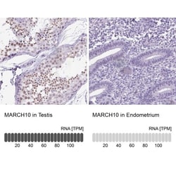 MARCH10 Antibody, Novus Biologicals 0.1mL; Unlabeled:Antibodies, Polyclonal