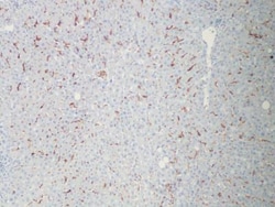 MARCO Antibody, Novus Biologicals:Antibodies:Primary Antibodies
