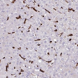 MARCO Antibody, Novus Biologicals:Antibodies:Primary Antibodies