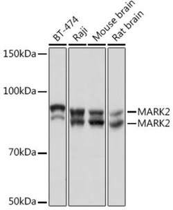 MARK2 Rabbit anti-Human, Mouse, Rat, Clone: 6O1C2, Novus Biologicals 20