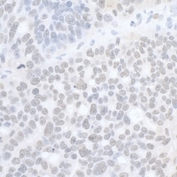 MASTL Antibody, Novus Biologicals 0.1mg; Unlabeled:Antibodies, Polyclonal