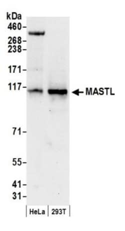 MASTL Antibody, Novus Biologicals 0.1mg; Unlabeled:Antibodies, Polyclonal