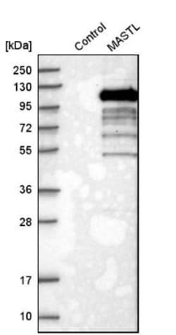 MASTL Antibody, Novus Biologicals 0.1mL; Unlabeled:Antibodies, Polyclonal