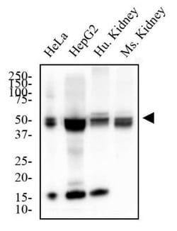 MAT2A Antibody - BSA Free, Novus Biologicals:Antibodies:Primary Antibodies