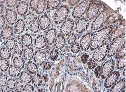 MATH1 Antibody, Novus Biologicals 0.1mL; Unlabeled:Antibodies, Polyclonal