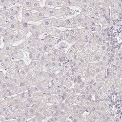 MAVS Antibody, Novus Biologicals 0.1mL; Unlabeled:Antibodies, Polyclonal