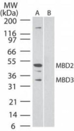 anti-MBD3/MBD2, Clone: 106B691, Novus Biologicals:Antibodies:Primary Antibodies