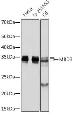 MBD3 Rabbit anti-Human, Mouse, Rat, Clone: 9X1J7, Novus Biologicals:Antibodies:Primary
