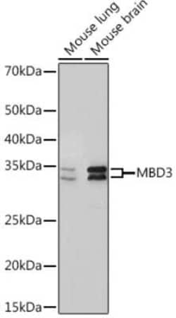 MBD3 Rabbit anti-Human, Mouse, Rat, Clone: 9X1J7, Novus Biologicals:Antibodies:Primary