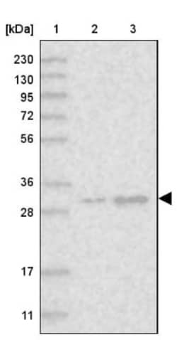 MBLAC2 Antibody, Novus Biologicals:Antibodies:Primary Antibodies
